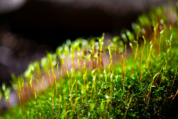 Small flowering Moss (Haplocladium microphyllum) in a forest in Sauerland Germany. Macro close up...