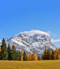 Larch forests with the orange colors of autumn in the Belluno Dolomites in Cortina d'Ampezzo, Veneto, Italy, Europe. In the background the characteristic peaks of the Tofane.