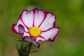 Obraz premium Close up of a candy stripe cosmos flower in bloom