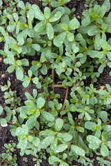 Portulaca oleracea, Pourpier