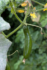 Cucumis sativus 'vert long maraicher', Concombre