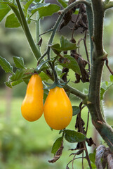 Lycopersicon esculentum 'Banane jaune', Tomate