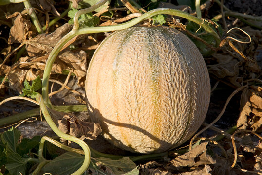 Cucunis melo 'Charentais' , Melon