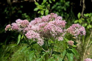 Obraz premium Eupatorium cannabinum , Eupatoire