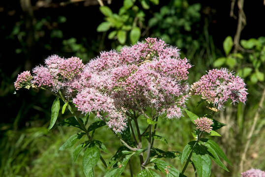 Eupatorium cannabinum , Eupatoire