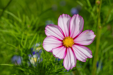 Close up of a candy stripe cosmos flower in bloom
