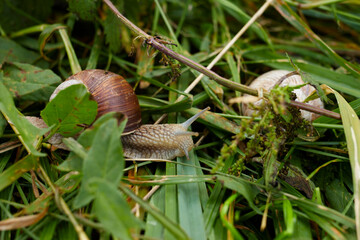 Helicoidea, Helix, Helix pomatia, Roman snail between green grass on moist ground