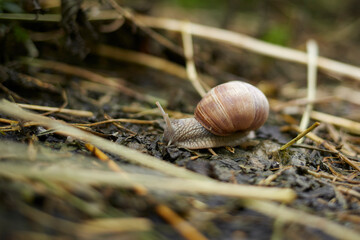 Helicoidea, Helix, Helix pomatia, Roman snail between dry grass on moist ground