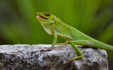Green Lizard on rock