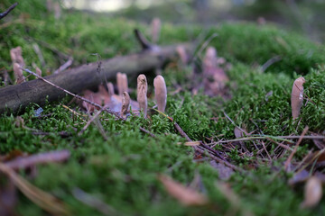 mushroom Rogatec reed, clavariadelphus reed - lat. Clavariadelphus ligula . Group of fungi on coniferous litter in the fores