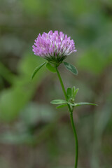 Red clover flower