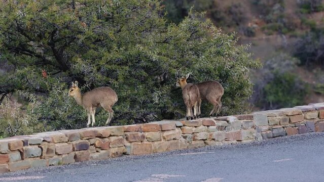 Klipspringer family feeding on a thorn tree