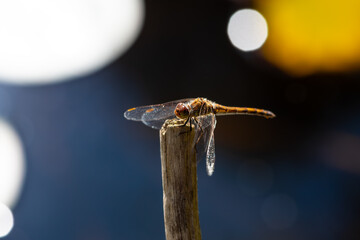 Ruddy darter (Sympetrum sanguineum) is a dragonfly of the family Libellulidae. Macro close up of female bright golden insect sitting on a wooden stick near a garden pool in Germany ready to hunt.