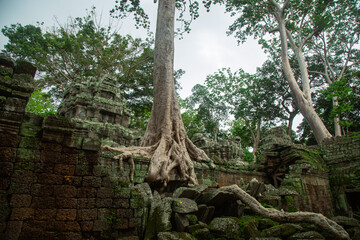 Fototapeta na wymiar Big trees in the lost temple, Ta Prohm