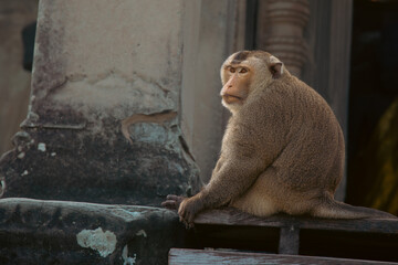 Fototapeta premium Monkey in Angkor Wat