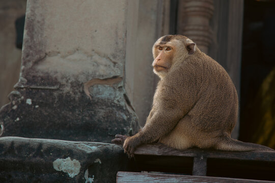Monkey in Angkor Wat