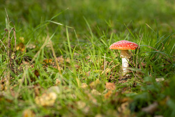 Inedible, poisonous mushroom is a red fly agaric. Beautiful forest background with a red mushroom close-up. 
