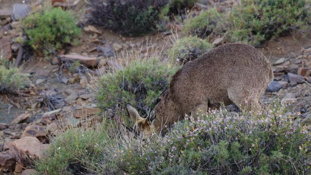 Klipspringer ram feeding on wildflowers