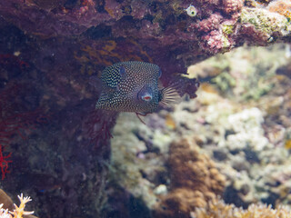 素晴らしいサンゴ礁の美しいクロハコフグ（ハコフグ科）他。

日本国沖縄県島尻郡座間味村座間味島から渡し船で渡る嘉比島のビーチにて。
2022年11月24日水中撮影。
