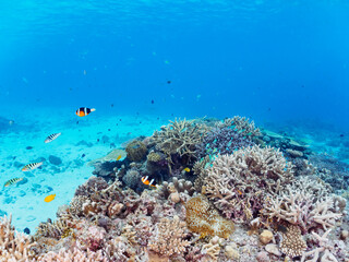 Fototapeta na wymiar 素晴らしいサンゴ礁の美しいデバスズメダイ（スズメダイ科）の群れとクマノミ（クマノミ亜科）他。日本国沖縄県島尻郡座間味村座間味島から渡し船で渡る嘉比島のビーチにて。 2022年11月24日水中撮影。 