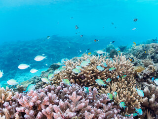 素晴らしいサンゴ礁の美しいデバスズメダイ（スズメダイ科）の群れとクマノミ（クマノミ亜科）他。

日本国沖縄県島尻郡座間味村座間味島から渡し船で渡る嘉比島のビーチにて。
2022年11月24日水中撮影。
