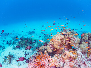 Naklejka na ściany i meble 素晴らしいサンゴ礁の美しいキンギョハナダイ（ハナダイ亜科）他の群れ。日本国沖縄県島尻郡座間味村座間味島から渡し船で渡る嘉比島のビーチにて。 2022年11月24日水中撮影。 