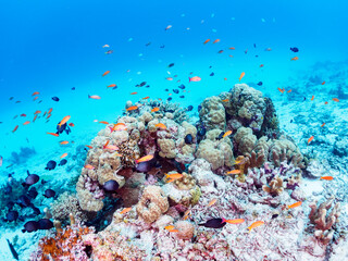 Fototapeta na wymiar 素晴らしいサンゴ礁の美しいキンギョハナダイ（ハナダイ亜科）他の群れ。日本国沖縄県島尻郡座間味村座間味島から渡し船で渡る嘉比島のビーチにて。 2022年11月24日水中撮影。 