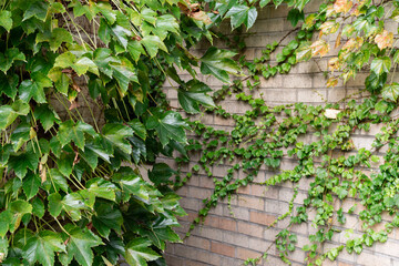 Ivy growing on the wall. Parthenocissus tricuspidata - Powered by Adobe