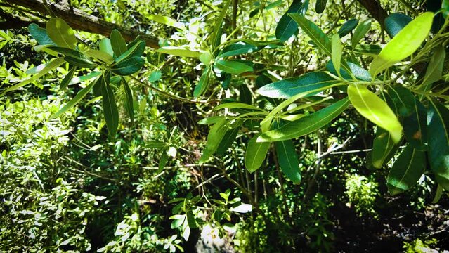 olive leaf in the atlas mountains of blida algeria