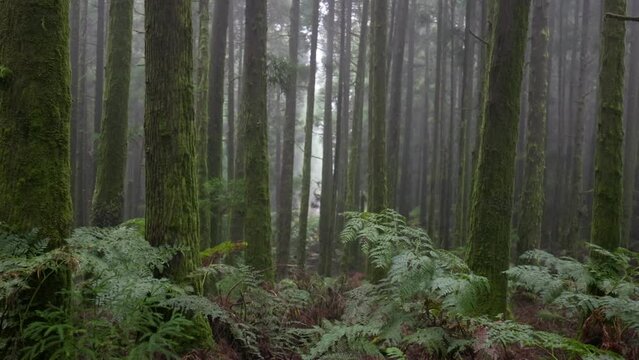 Camera move through dark wet foggy forest with trees covered with moss. Green forest in the Azores. Gimbal shot, 4K