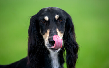 Saluki dog licking her lips after a particularly tasty treat