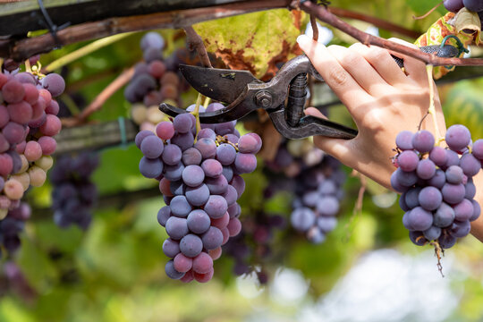 Harvesting grapes with precision using scissors