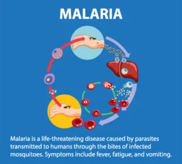 Fototapete Kinder Life Cycle of Malaria Parasite: A Visual Guide