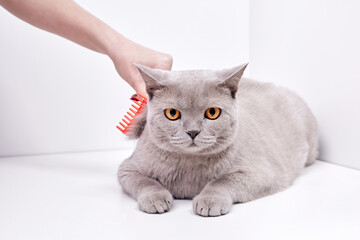 The girl combs the hair of a british shorthair cat - obrazy, fototapety, plakaty