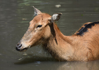 Swimming Young Pere Davids Deer in Water © dejavudesigns