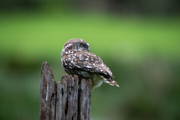 Little Owl (Athene noctua) perched on tree stump