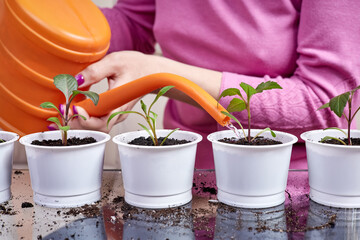 Close-up of a woman watering freshly transplanted plants in white flower pots from a watering can