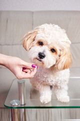 Girl feeding dry food a beige Maltipoo puppy on a glass table in the room