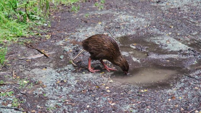 Weka, Māori hen, woodhen bird rooting around for food in a mud puddle