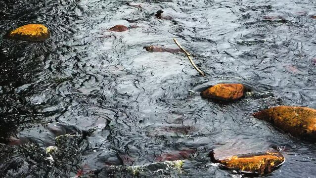 A slow moving shallow river flows over the orange and brown surface of river rocks.