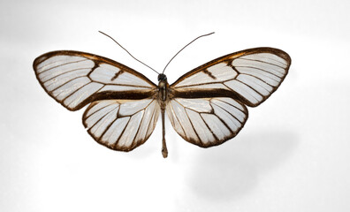 Detail of two Pteronymia type butterflies on white background. It is a beautiful whitish invertebrate insect.
