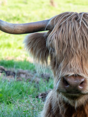 Kopf eines schottischen Hochlandrindes zur Hälfte