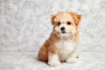 Maltipoo puppy on gray background. Close-up, selective focus