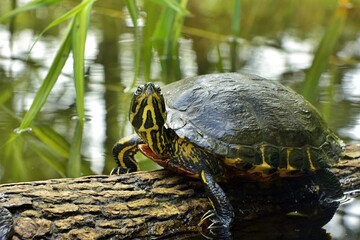 curious turtle on a log