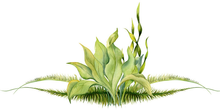 Hand drawn watercolor composition of aquarium plants, algae and seaweed. Marine exotic underwater illustration. Isolated on white background. Design for shops, brochure, print, card, wall art, textile