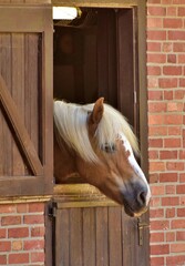 horse in stable, Nordhorn, Germany