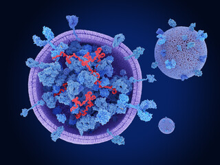 Exosomes, cross section showing proteins and mRNA