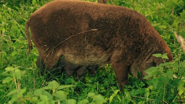 feeding content of a hungarian mangalica pig. Private pig farming. High quality 4k footage