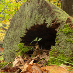 In a forest in Pennsylvania USA a seedling reaches up to the light as it grows from between fallen leaves at the base of a moss covered hollow trunk of a tree that was cut down long ago.