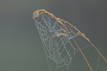 A spider web covered with morning dew drops hangs from a couple blades of grass stalks with the seeds curled in towards the web. A muted blue green color forms a soft out of focus background.